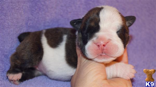 Puppies in OK